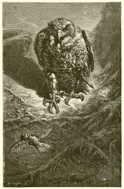 Der Falke und die Nachtigall von Ernest Henry Griset