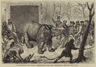 Überführung des behaarten Nashorns aus ihrem Reisekäfig in ihren Käfig von Ernest Henry Griset