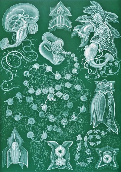 Beispiele von Siphonophorae aus 