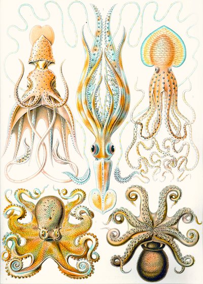 Beispiele verschiedener Cephalopoden aus 