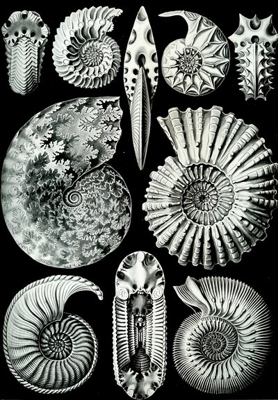 Illustration von Ammonitida aus "Kunstformen der Natur" 1904 von Ernst (after) Haeckel