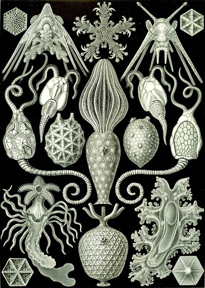 Illustration von Amphoridea aus "Kunstformen der Natur" 1904 von Ernst (after) Haeckel