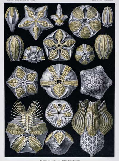 Blastoidea, Tafel aus Kunstformen der Natur von Ernst Haeckel