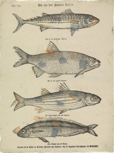 Dies sind vier schöne Fische von Erven de Weduwe Jacobus van Egmont