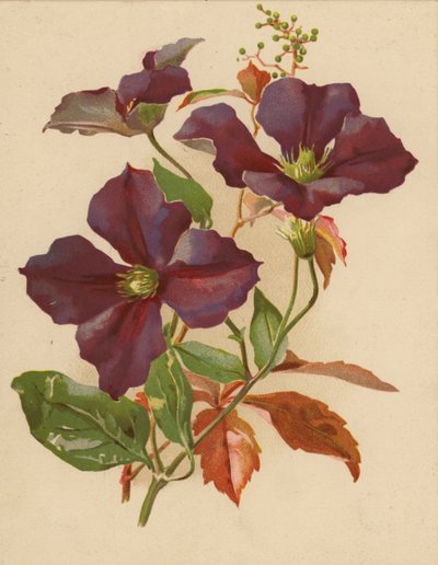 Clematis und Jungfernrebe von Ethel C. Nisbet