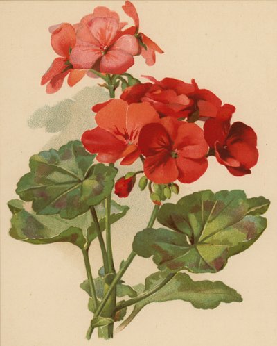 Geranie (Chromolitho) von Ethel C. Nisbet