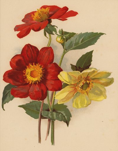Einzelne Dahlien von Ethel C. Nisbet