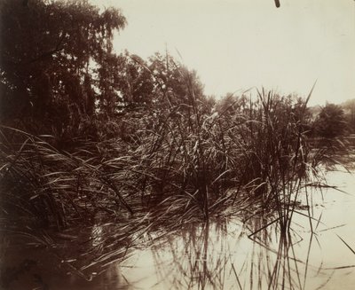 Schilfrohr, Teich von Plessis-Piquet von Eugène Atget