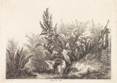 Wasser-Ampfer, Studie von Eugene Bléry