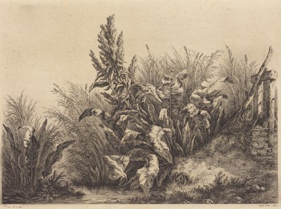 Wasserampfer von Eugene Bléry