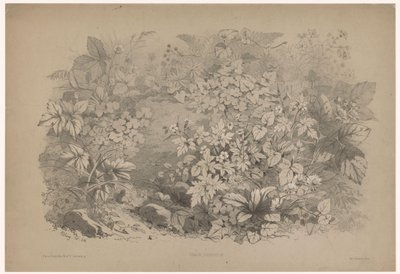 Sauerklee und Geranien von Eugene Bléry