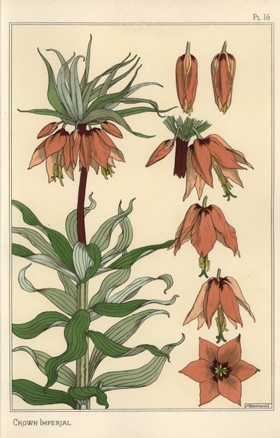 Botanische Illustration der Kaiserkrone, Fritillaria imperialis von Eugene Grasset