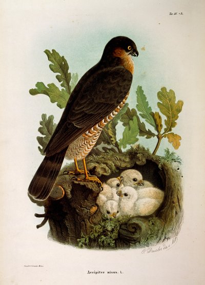 Illustration aus Eugenio Bettonis "Naturgeschichte der Vögel, die in der Lombardei nisten" darstellend Sperber (Accipiter nisus) von Eugenio Bettoni, Oscar Dressler