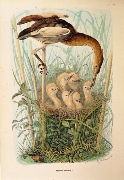 Illustration aus Eugenio Bettonis "Naturgeschichte der Vögel, die in der Lombardei nisten" darstellend Zwergdommel Ixobrychus minutus, von Oscar Dressler von Eugenio Bettoni, Oscar Dressler