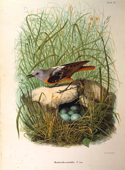 Illustration aus Eugenio Bettonis "Naturgeschichte der Vögel, die in der Lombardei nisten" darstellend Steinrötel Monticola saxatilis Weibchen am Nest, von Oscar Dressler von Eugenio Bettoni, Oscar Dressler