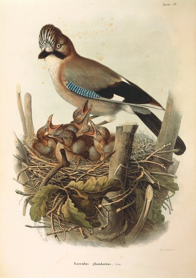 Illustration aus Eugenio Bettonis "Naturgeschichte der Vögel, die in der Lombardei nisten" darstellend Eichelhäher (Garrulus glandarius), von Oscar Dressler von Eugenio Bettoni, Oscar Dressler