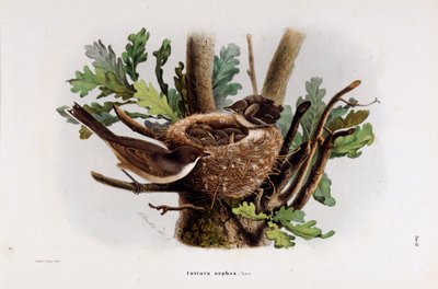 Darstellung der Dorngrasmücke (Curruca orphea) (Chromolithographie) von Eugenio and Dressler Oscar  Bettoni