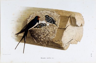 Darstellung des Schwalbennests (Hirundo rustica oder Schwalbe) (Chromolithographie) von Eugenio and Dressler Oscar  Bettoni