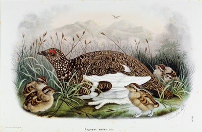 Darstellung des Rebhuhns (Lagopus mutus) von Eugenio and Dressler Oscar  Bettoni