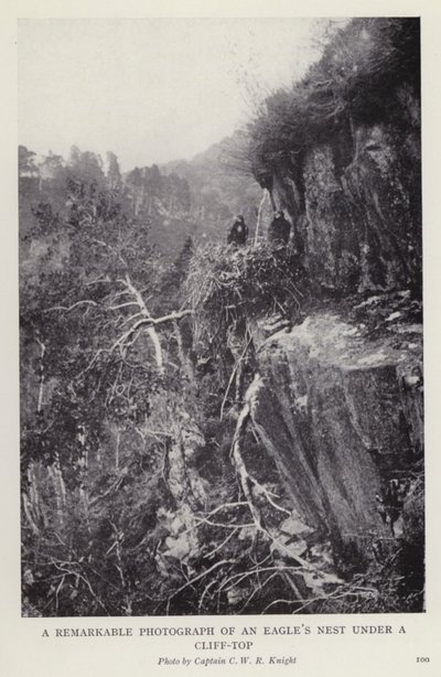 Bemerkenswertes Foto eines Adlernestes unter einer Klippe von European Photographer