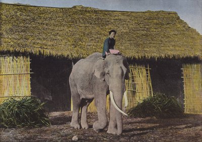Arbeitselefant von European Photographer