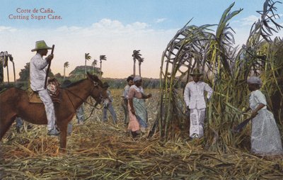 Havanna, Kuba: Zuckerrohrernte von European Photographer