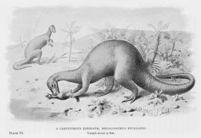 Ein fleischfressender Dinosaurier, Megalosaurus Bucklandi (Lithografie) von European School