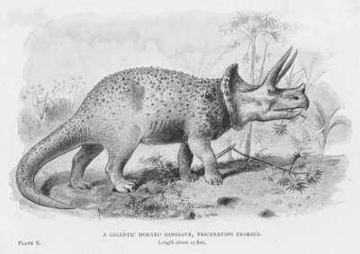 Ein gigantischer gehörnter Dinosaurier, Triceratops Prorsus (Lithographie) von European School