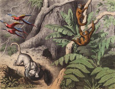 Ein Wald in Brasilien von European School