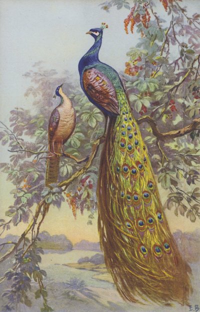 Ein Pfau und eine Pfauhenne in natürlicher Umgebung von European School
