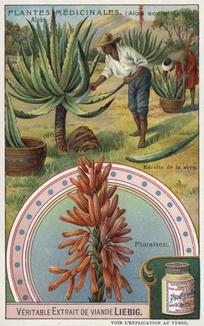 Aloe: Ernte des Saftes von European School