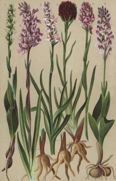 Alpine Flora von European School