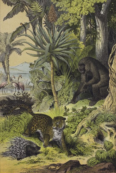 Tiere und Pflanzen von Äquatorialguinea von European School