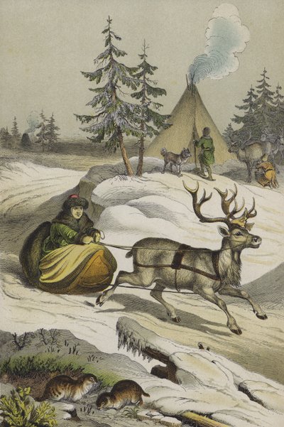 Tiere und Pflanzen Lapplands von European School