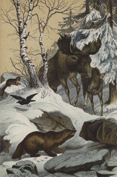 Tiere und Pflanzen Lapplands von European School