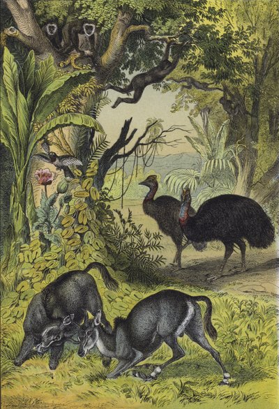 Tiere und Pflanzen Südasiens von European School