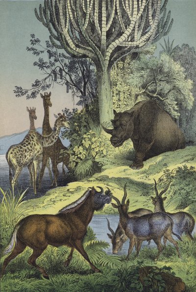 Tiere und Pflanzen des abessinischen Hügellandes von European School