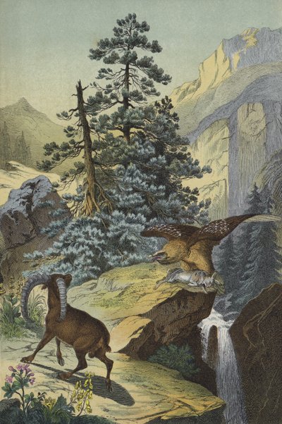 Tiere und Pflanzen der Alpen von European School
