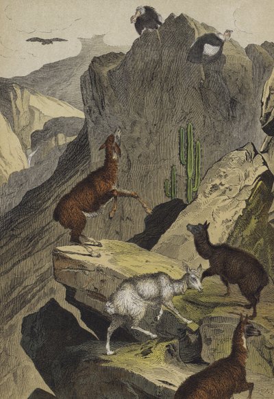Tiere und Pflanzen der Anden von European School