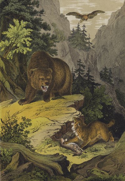 Tiere und Pflanzen der Rocky Mountains Nordamerikas von European School