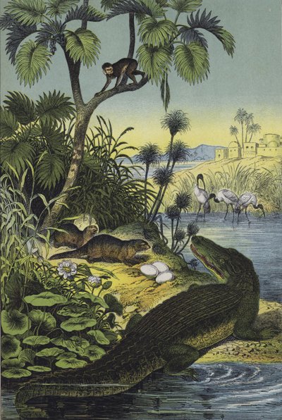 Tiere und Pflanzen des Niltals von European School