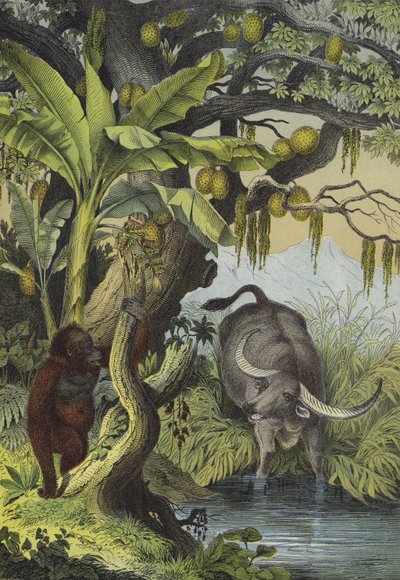 Tiere und Pflanzen der Inseln Südasiens von European School