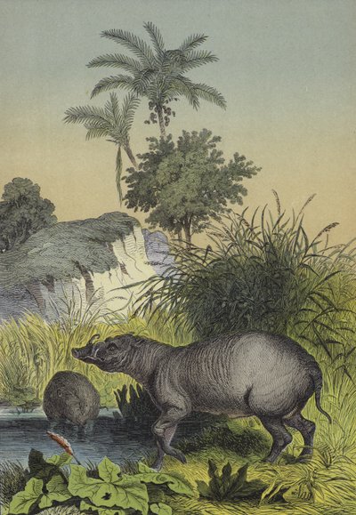 Tiere und Pflanzen der Inseln Südasiens von European School