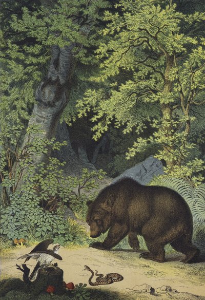 Tiere und Pflanzen der Laubwälder Mitteleuropas von European School