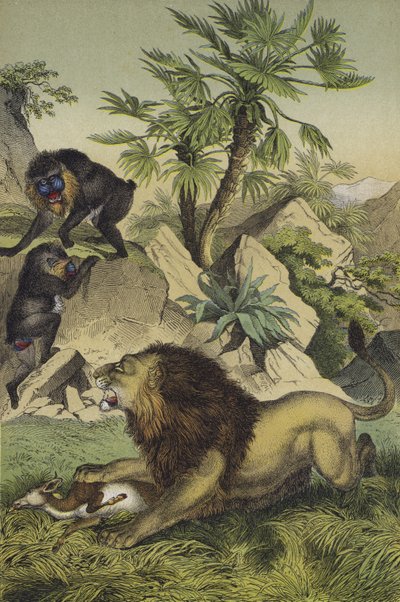 Tiere und Pflanzen der Bergwälder der Küste Westafrikas von European School