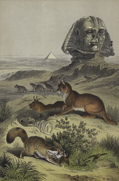 Tiere Ägyptens von European School