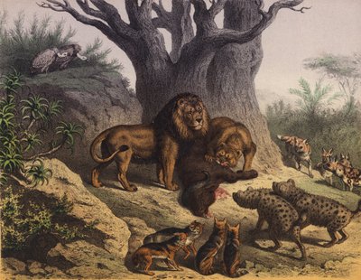 Tiere am Kap der Guten Hoffnung von European School