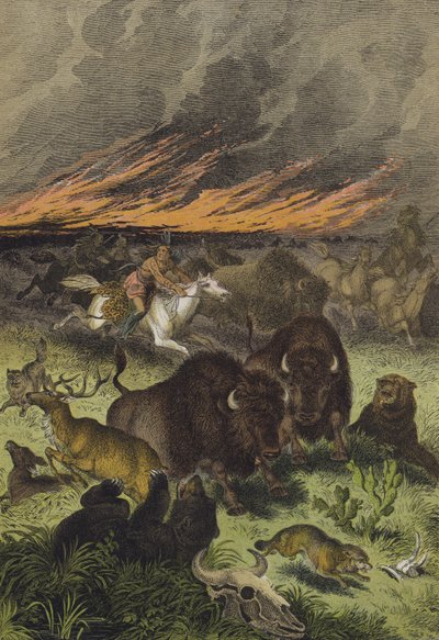 Tiere der nordamerikanischen Prärien von European School