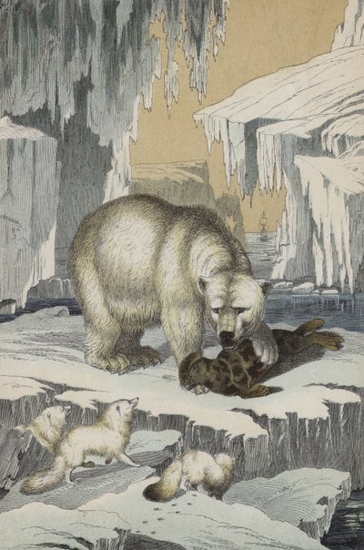 Tiere der Region des Nordpols von European School