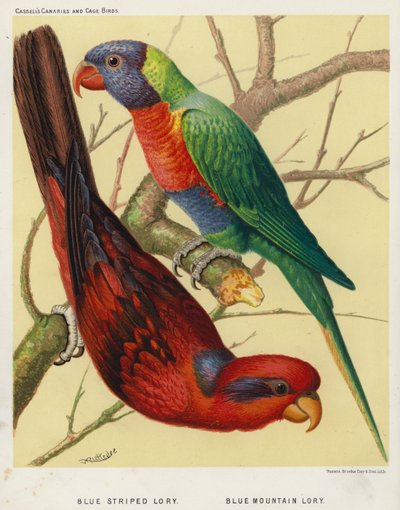 Blaugestreifter Lori, Blaugebirgslori (Farblithografie) von European School